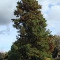Taxodium distichum silhouette